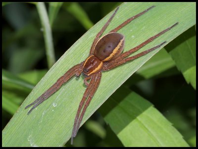 Dolomedes fimbriatus,Ragno Pescatore