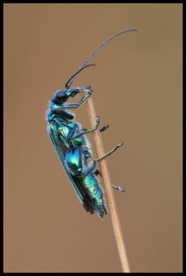 Oedemera nobilis