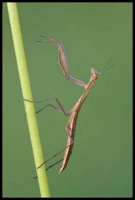 Mantide Religiosa
