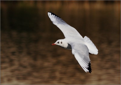 Volo Planato