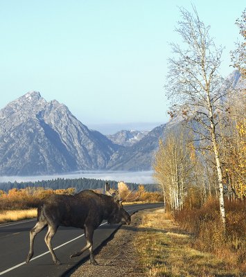 Moose Crossing