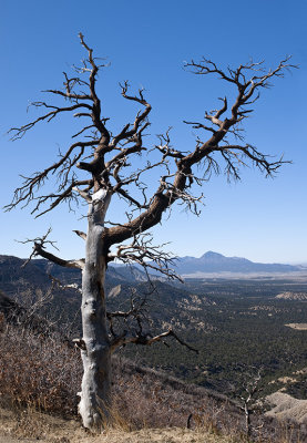 Mesa Verde Tree