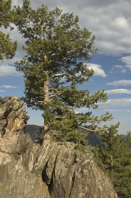 RMNP Tree