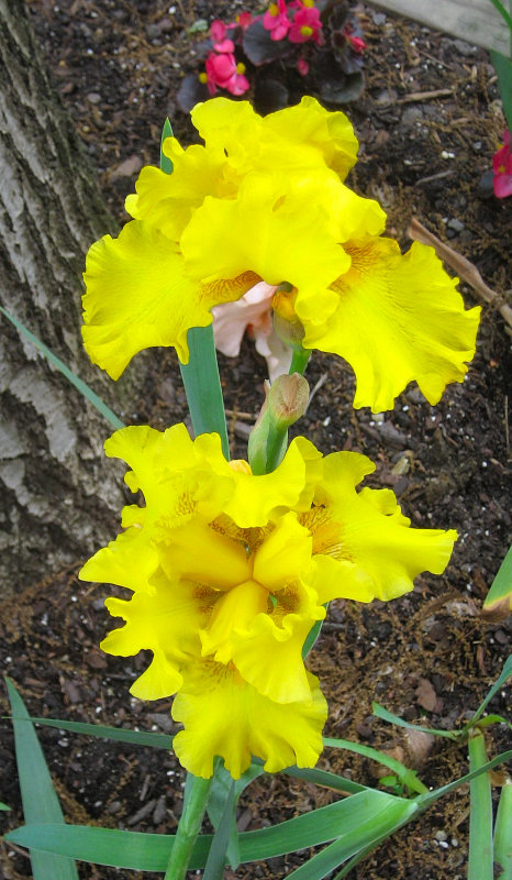 Yellow Iris