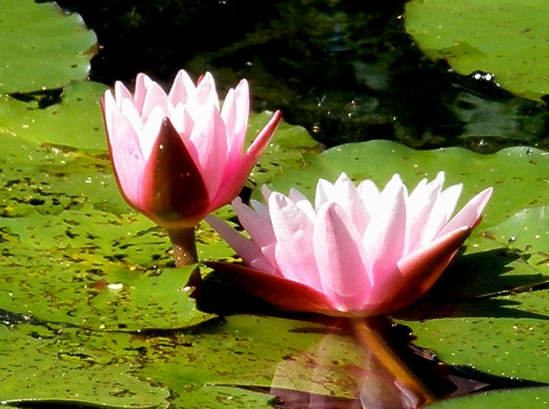 Pink Water Lillies