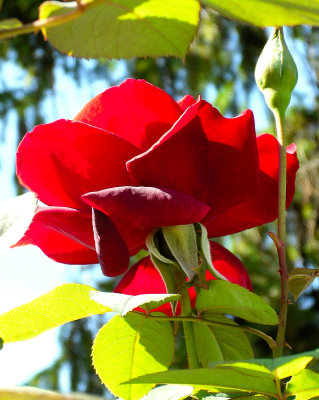 Red Rose of Fall