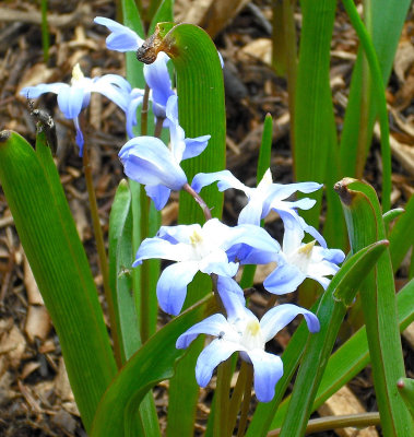 One of the First Blue Flowers of Spring
