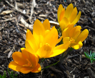 Crocus, First Flower of Spring