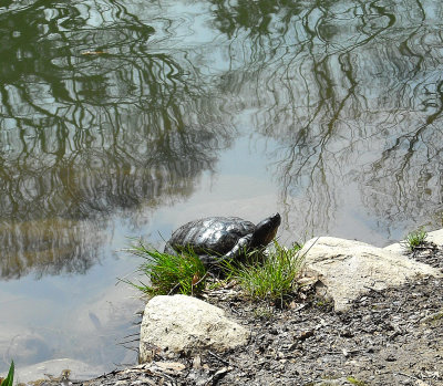 Basking Turtle at Sayen Pond