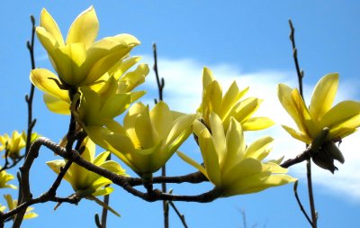 Yellow Tree Blossoms