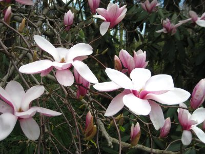 Beautiful Magnolias
