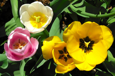 Colorful Variety of Tulips