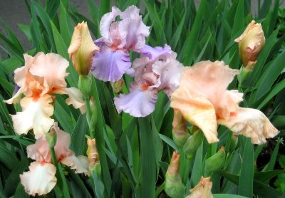 Pale Purple and Peach Iris