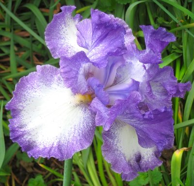 White and Purple Iris