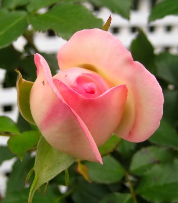 Beautiful Rose Bud