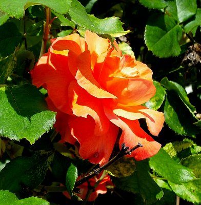 Orange Rose in Afternoon Light
