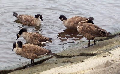 Canadian Geese At Play