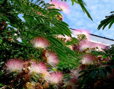 Mimosa Blossoms