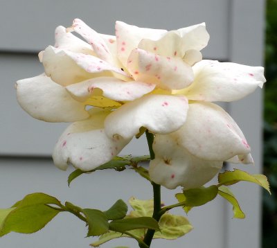 White Rose With Red Speckles