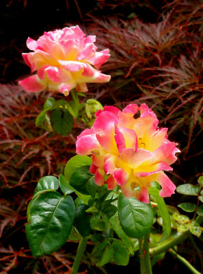 Lemonade Colored Roses