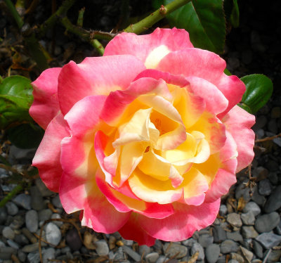 Gorgeous Rose
