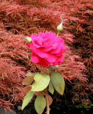 Red Rose With Japanese Maple