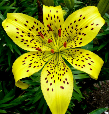 Summer Lilly With Freckles