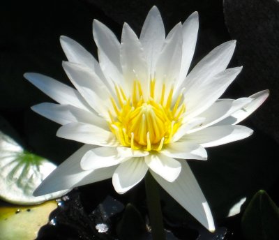 White Water Lilly With Yellow Center