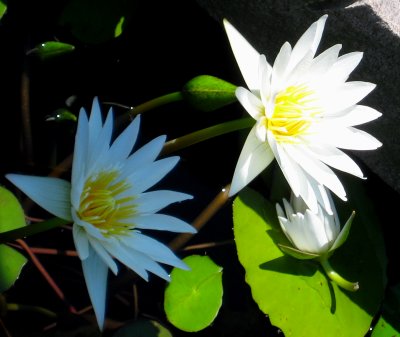 Contrasted Water Lillies