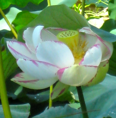 Very Large Water Lilly Fit For A Queen