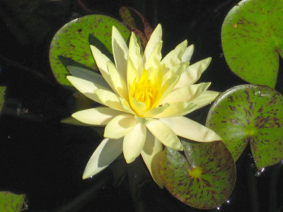 Pale Yellow Water Lilly