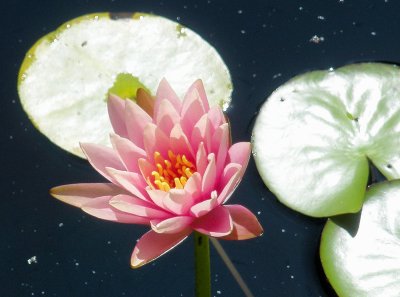 water_lillies