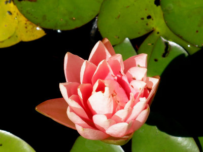 Pink Water Lilly