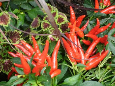 Decrative Red Tabasco Peppers