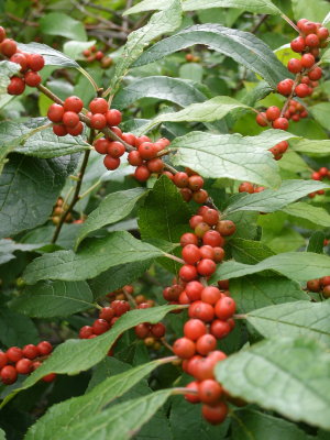Red Bush Berries