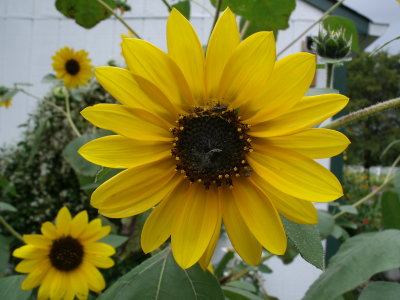 Minature Sunflowers