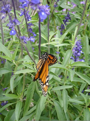 Monarch  at  Rest