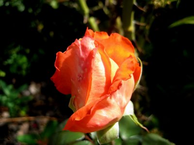 Orange Rose Bud