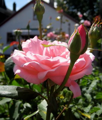 Pink Rose With Rose Bud