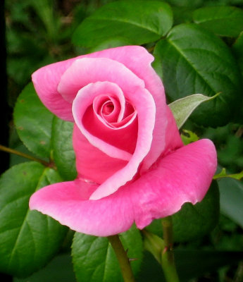 Beautiful Pink Rose Bud