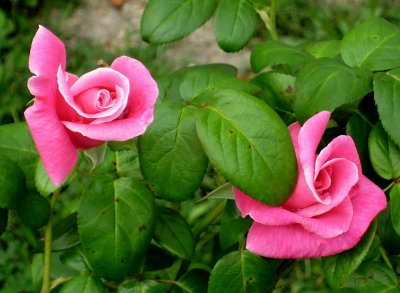Pink Rose Bud Twins