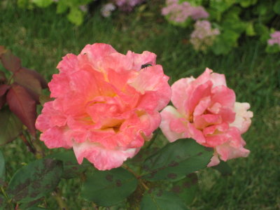 Fluffy Pink Lemonade Rose