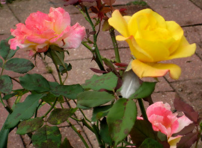 Pink Lemonade and Yellow Roses