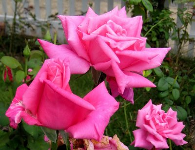 Complex Pink Roses