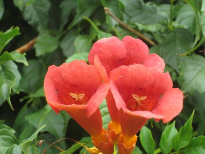 Orange Trumpet Flowers