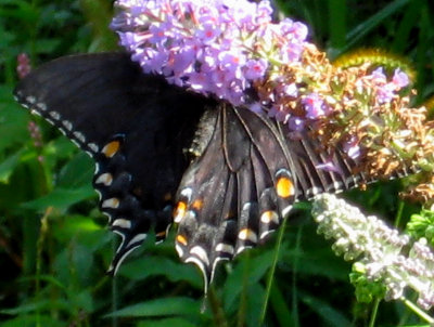 Black Viceroy Butterfly