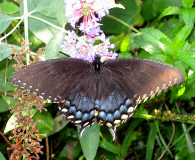 Black Viceroy Butterfly