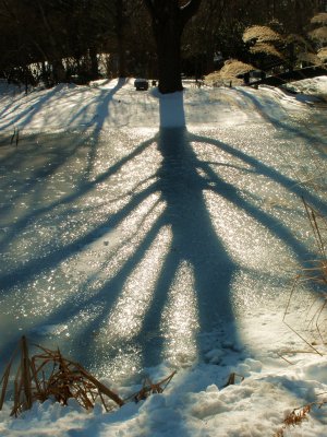 Winter Shadow on Ice