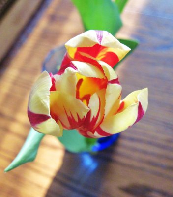Two Colored Tulip