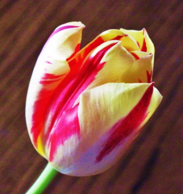 Beautiful Tulip
